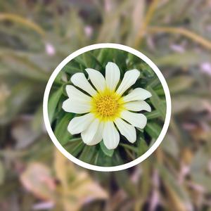 巨乳女教师在线
